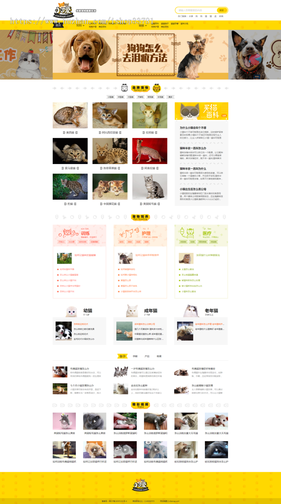 仿小仙女宠物网源代码宠物狗猫猫品种新闻资讯训炼网站模版有手机安卓版带收集商业版免费下载