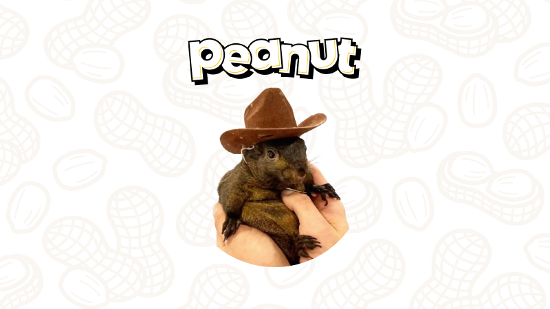 松鼠币（PNUT）能否突破10美元？PNUT价格预测解析 - php中文网